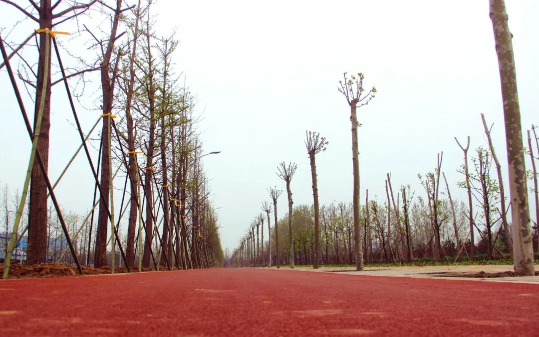 学府路健康步道绿化